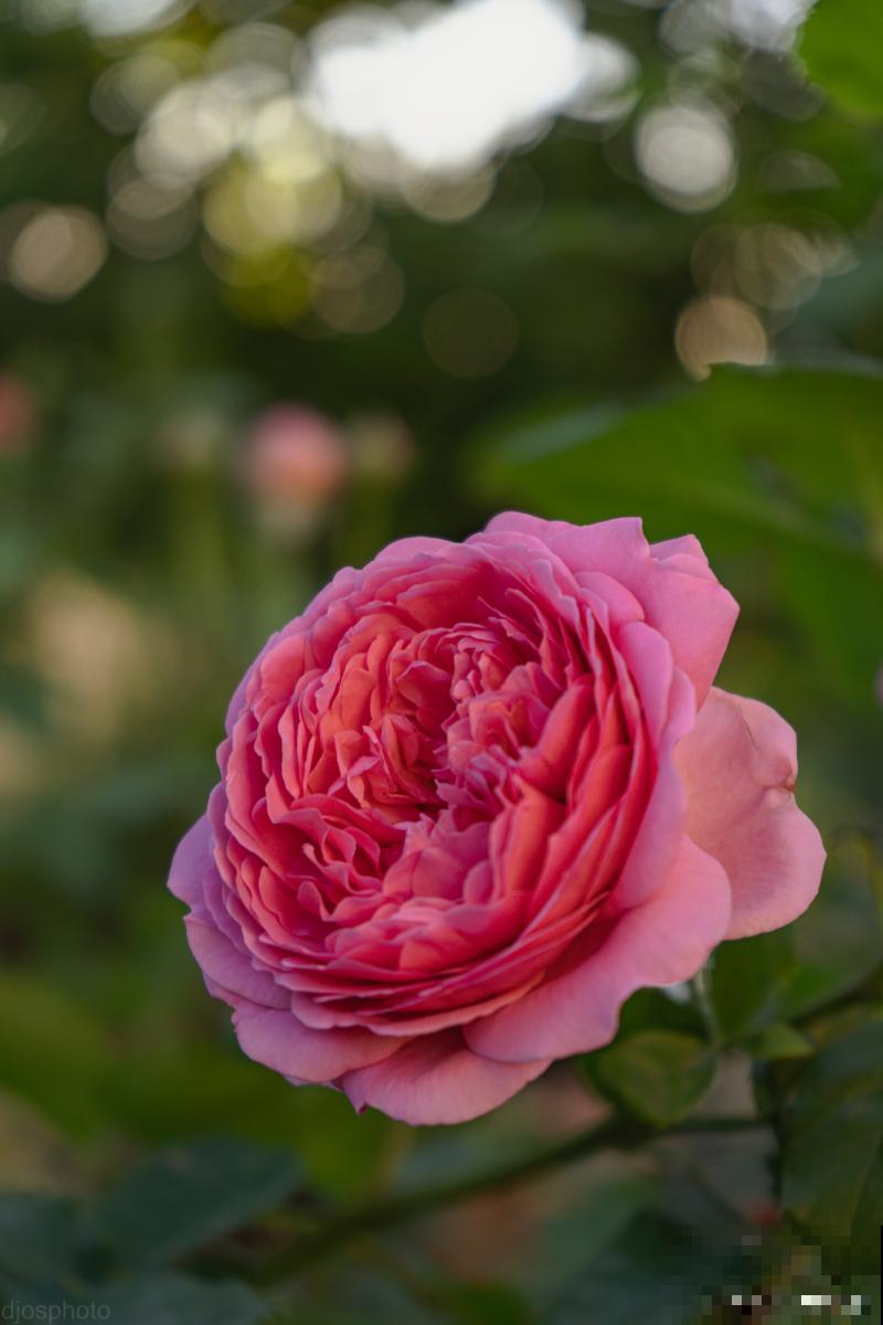 月季花冬季怎么修剪