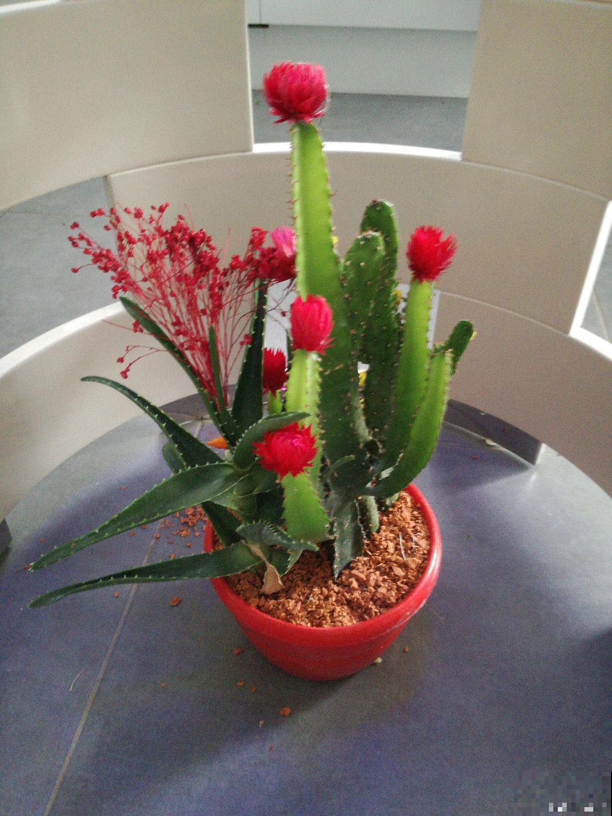 火龙果盆栽怎么不结果