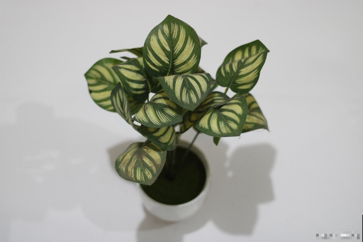 猫眼绿植怎么养? 猫眼绿植怎么养?