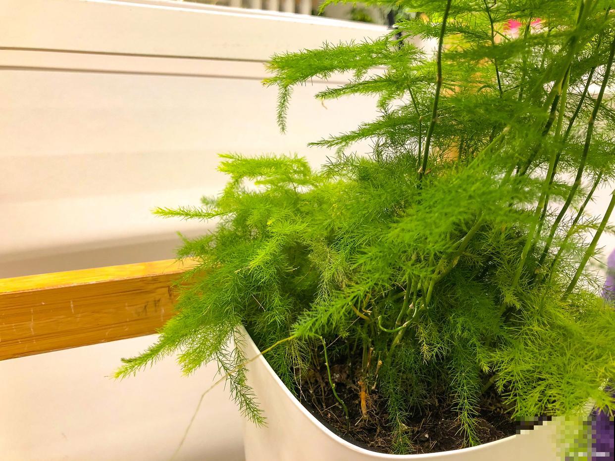 文竹怎么分根的？