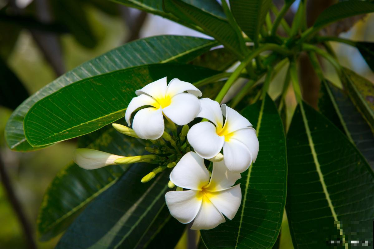 鸡蛋花为什么不开花
