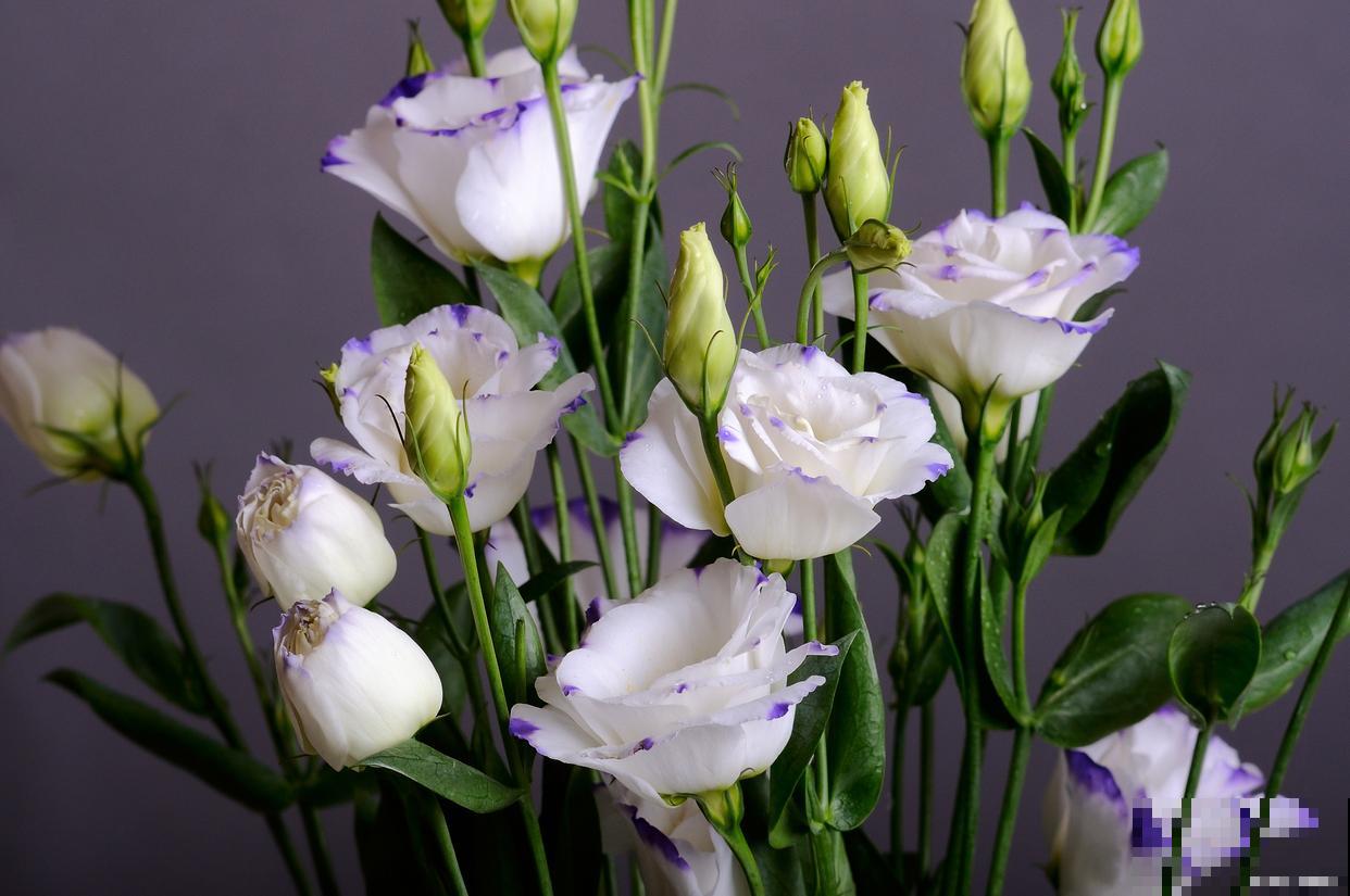 洋桔梗室内怎么养