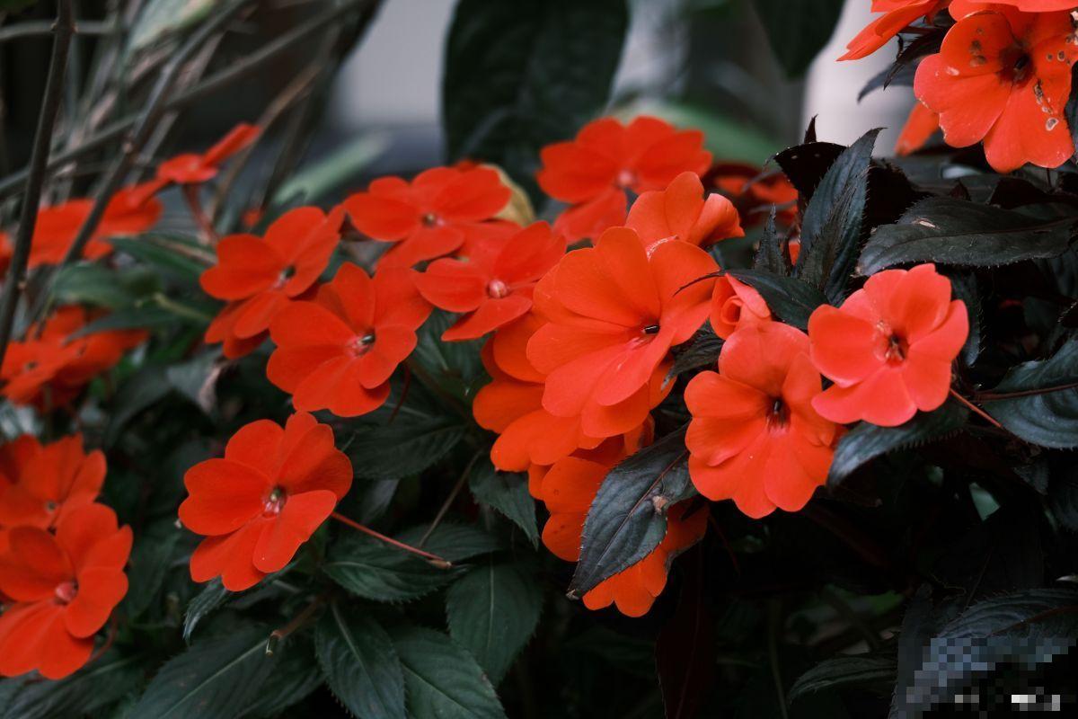 凤仙花如何养殖？