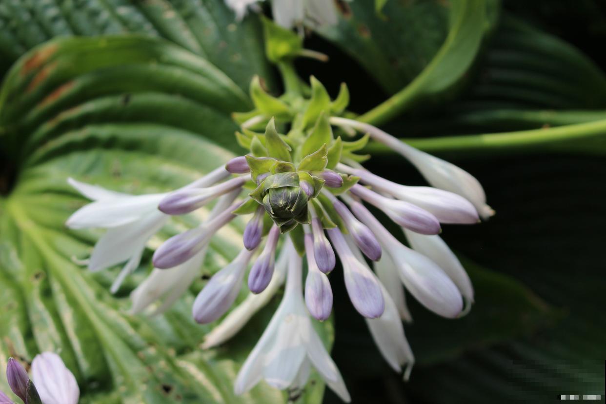 凤尾兰怎么修剪？