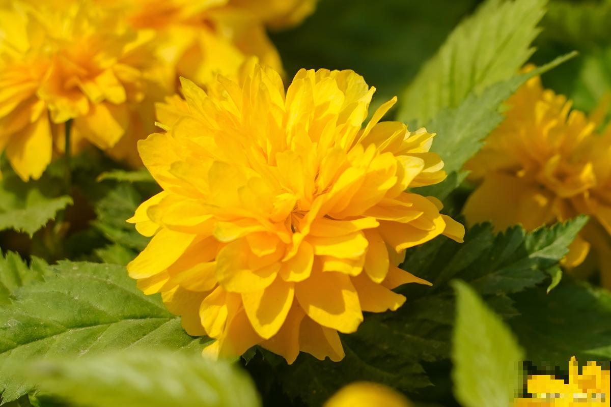 菊花小苗怎么养护