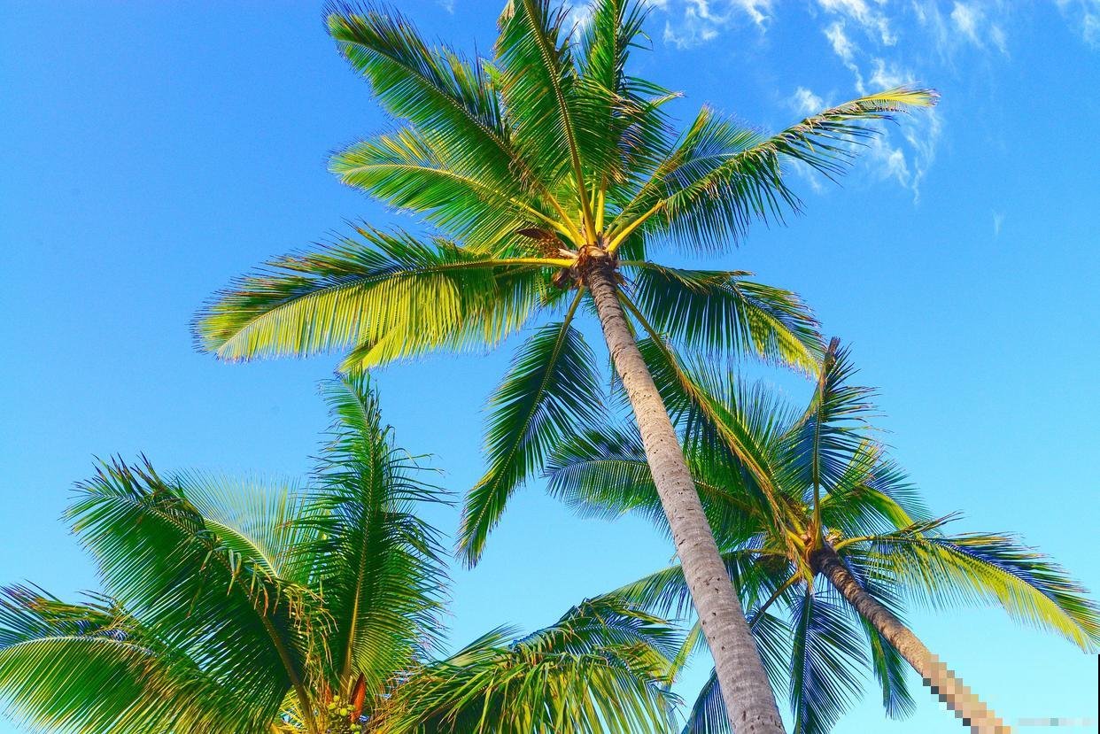 椰子树怎么繁殖? 椰子树怎么繁殖?