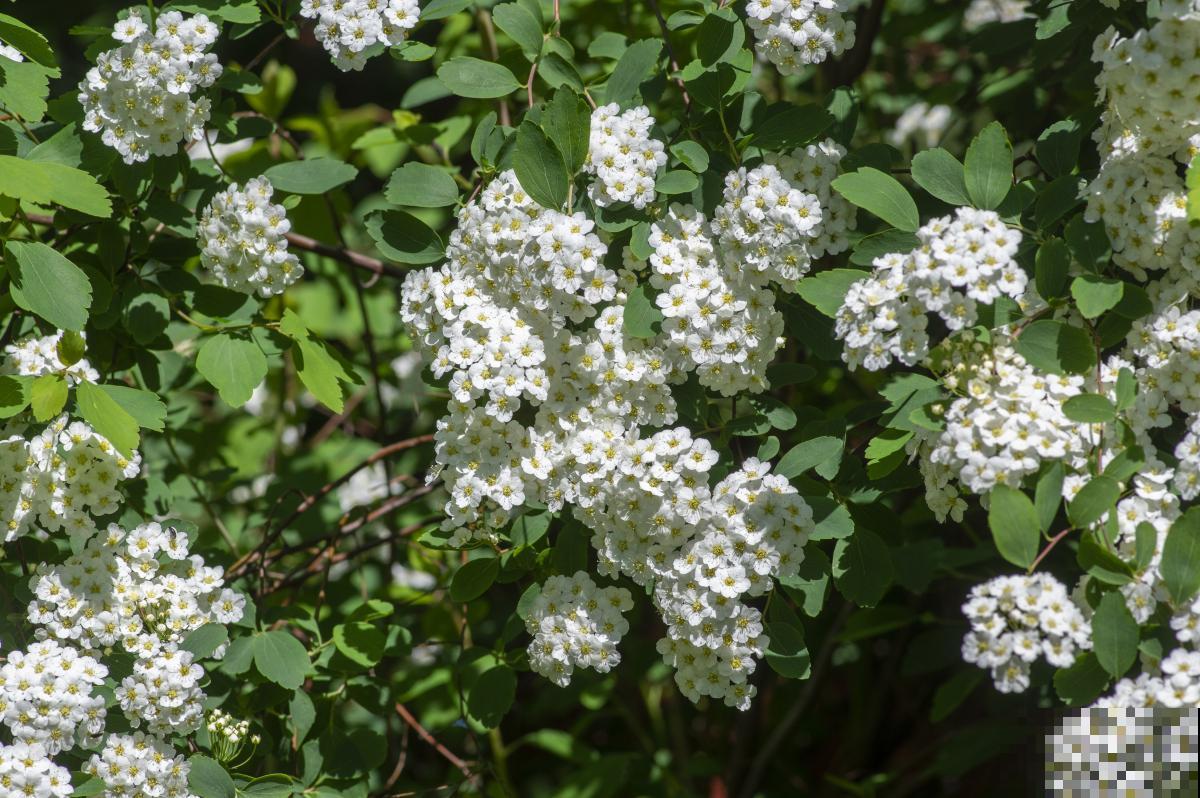 绣线菊怎么养的？