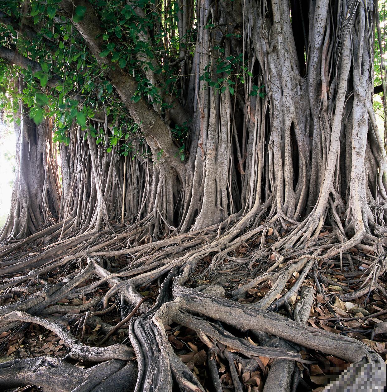 菩提树怎么养护？