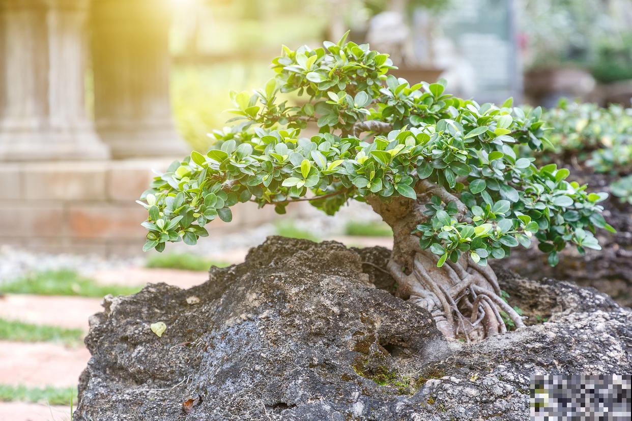 盆景多久浇一次水