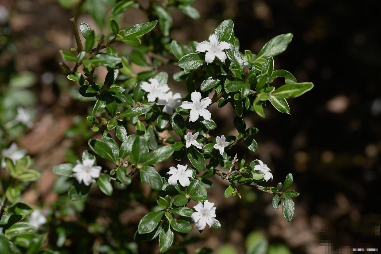 六月雪如何修剪? 六月雪如何修剪?