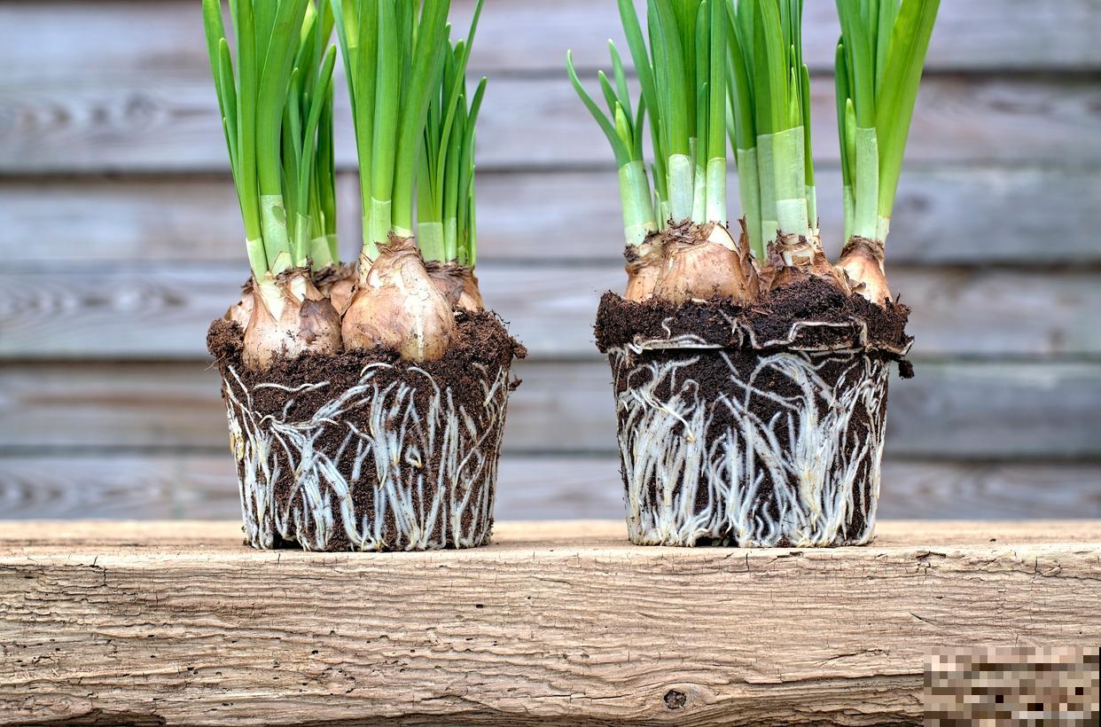 剑兰种球多久发芽 剑兰种球多久发芽