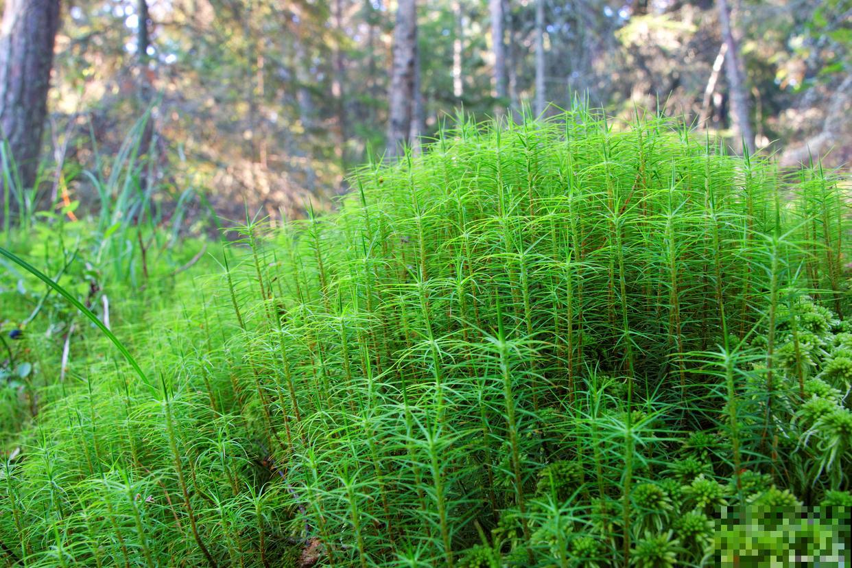 天门冬如何养殖？