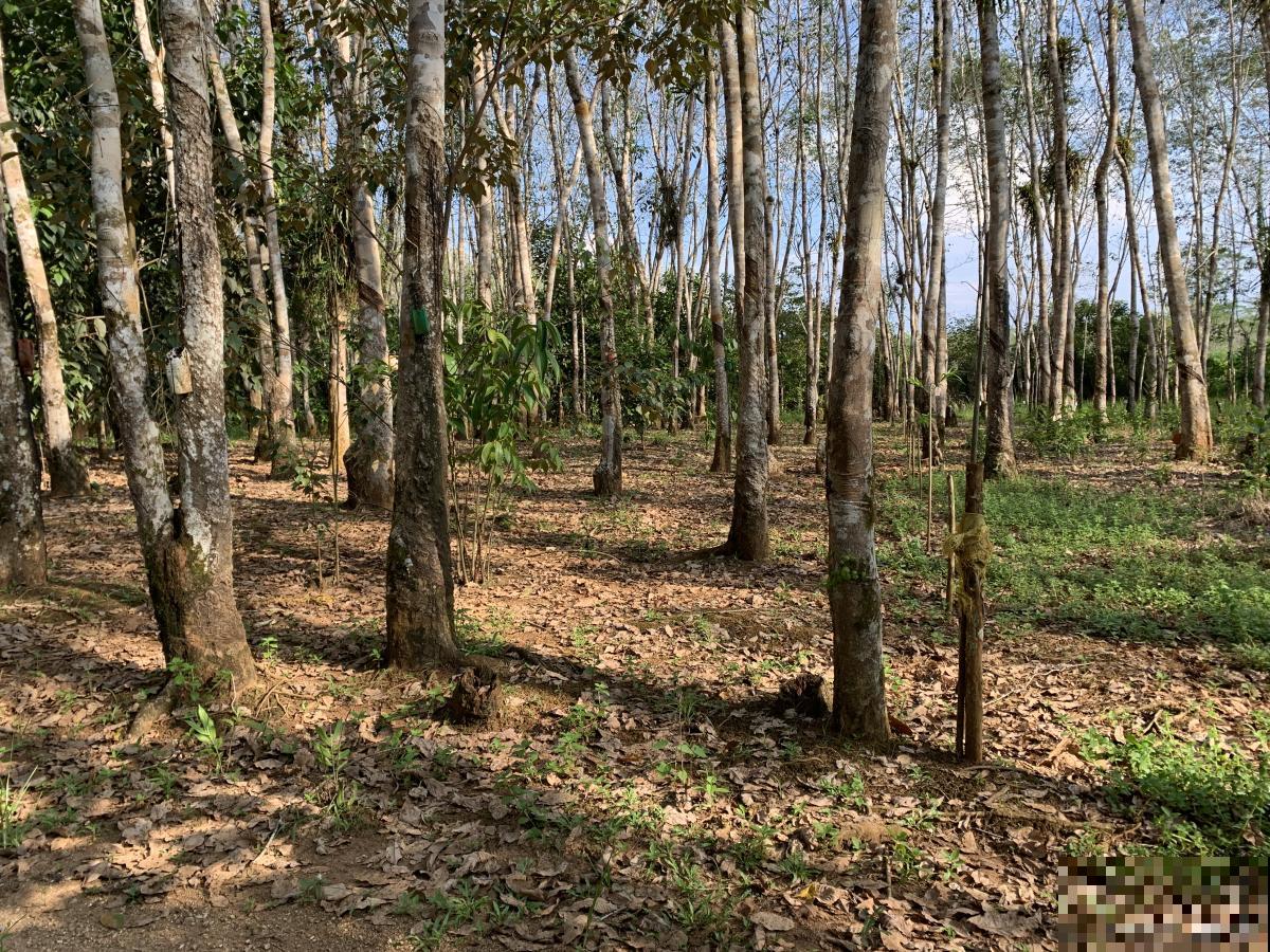 桉树什么时候开花