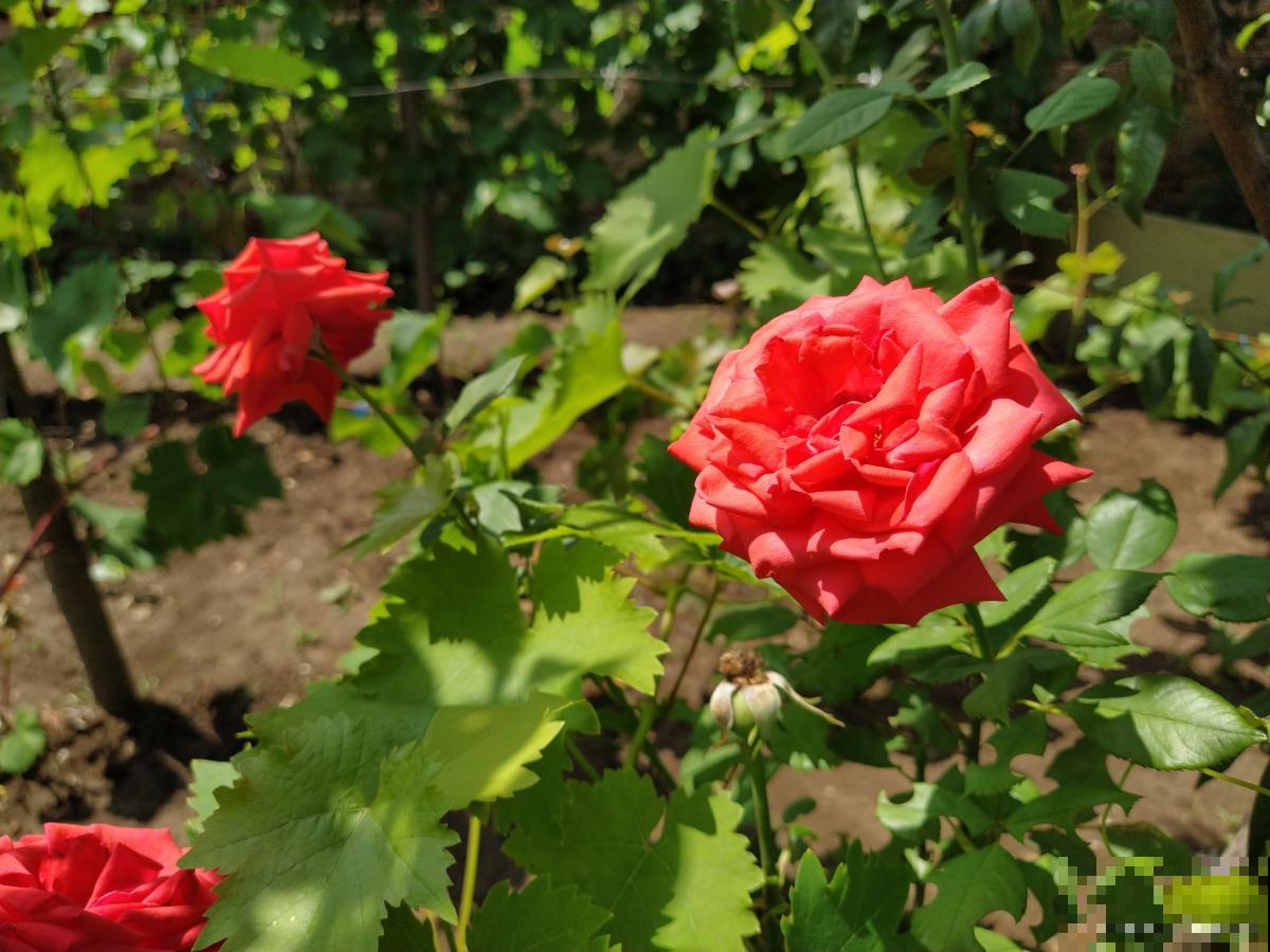 平阴玫瑰怎么养？