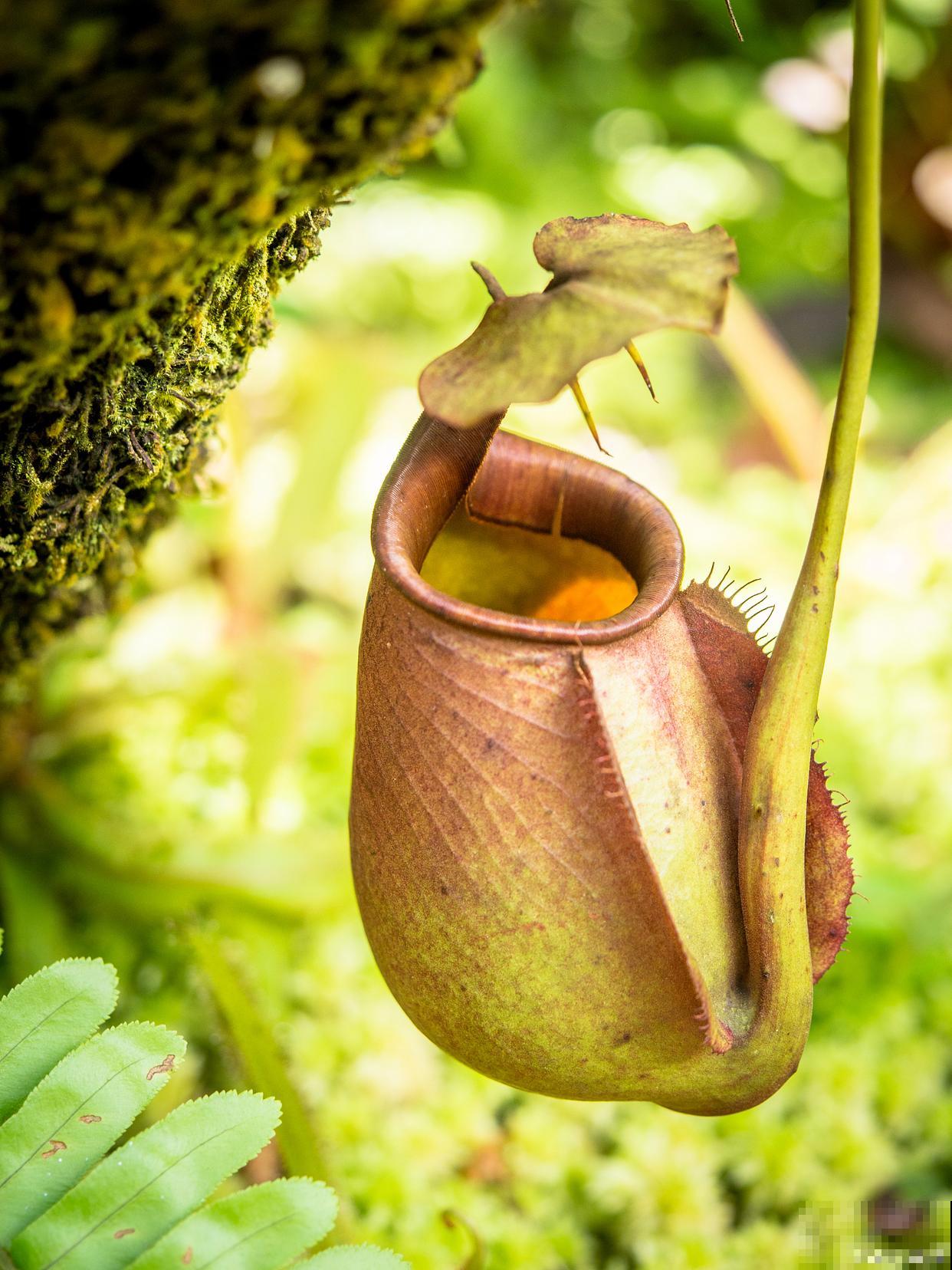 猪笼草什么时候开花