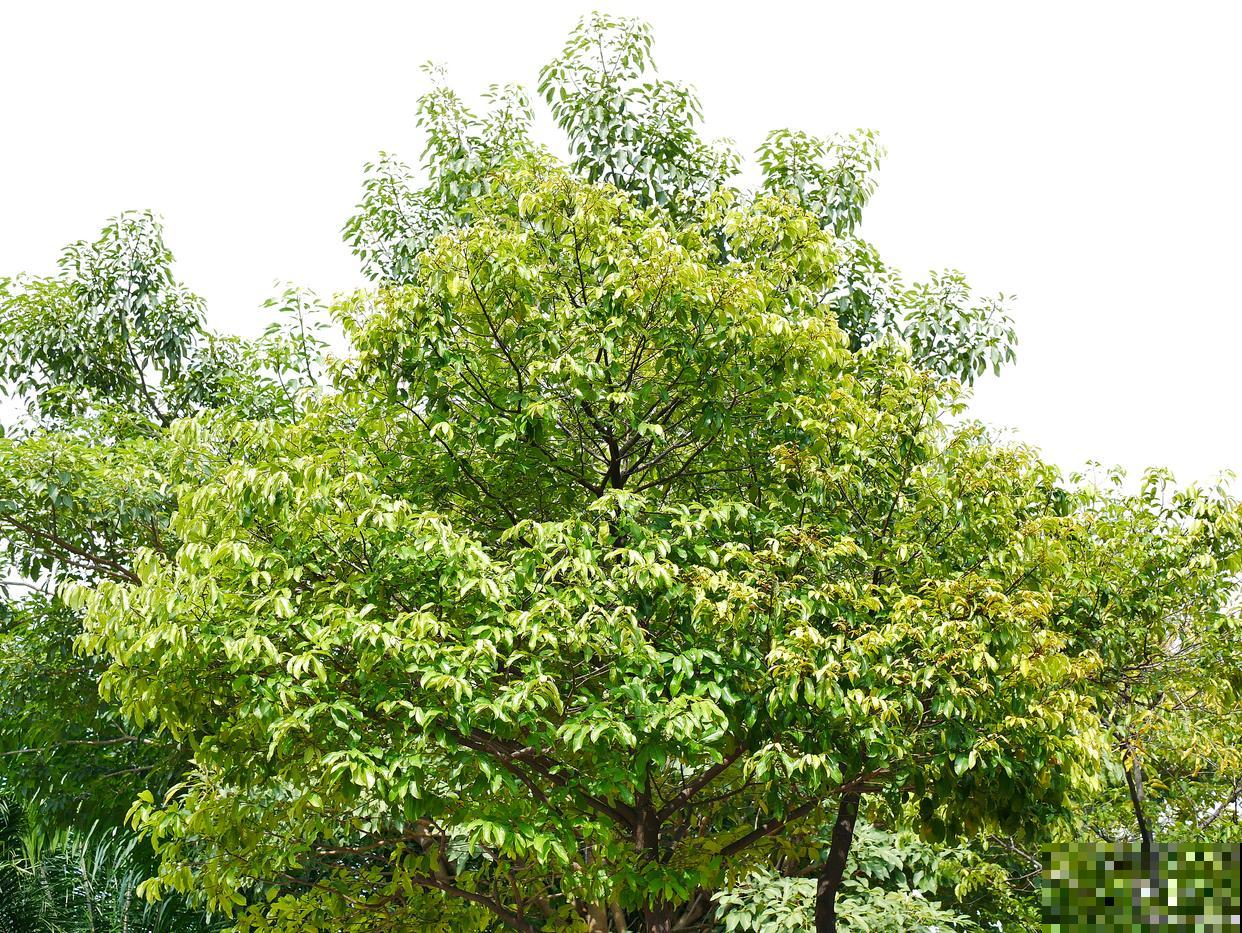 春天移栽香樟树樟树一般多少天可以发芽