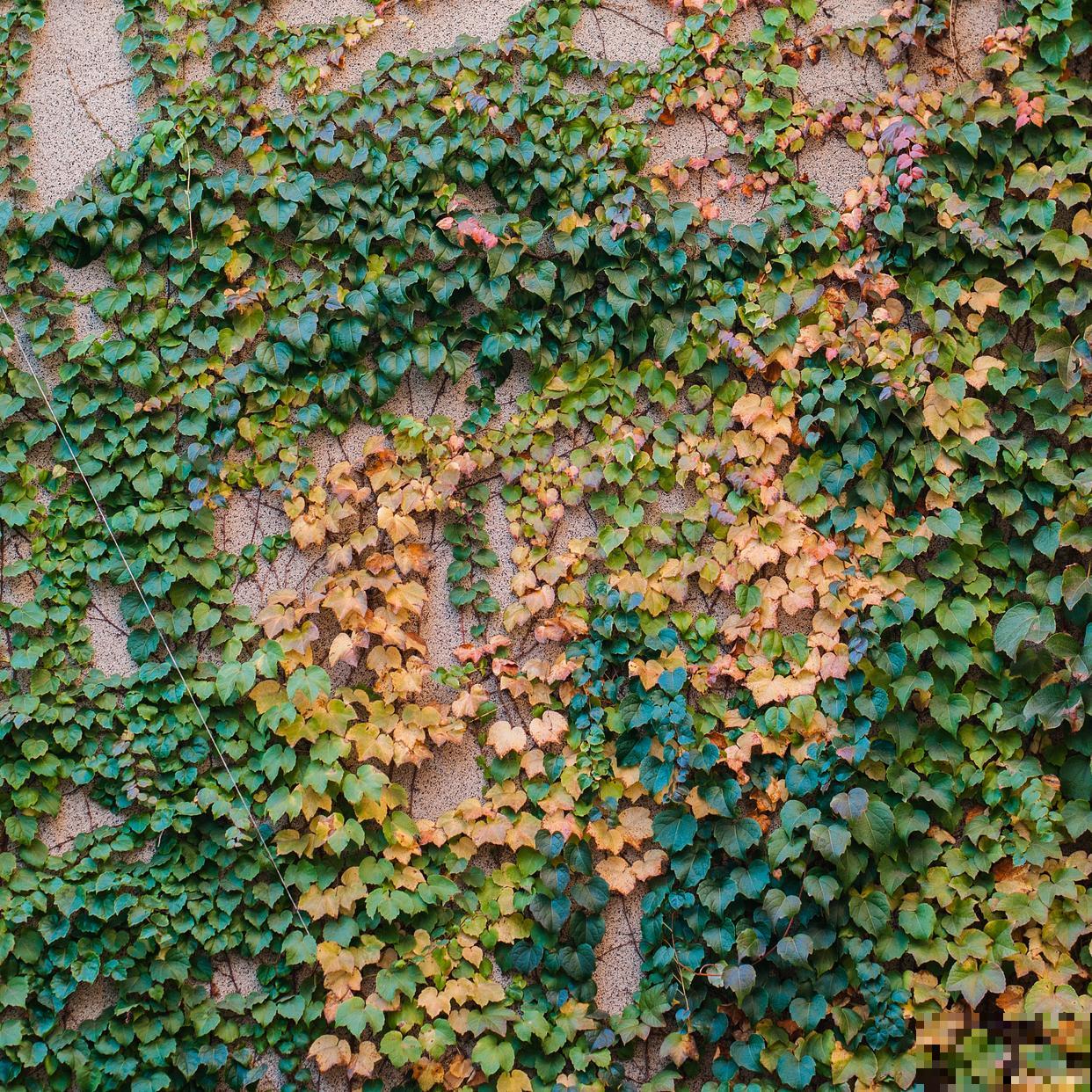 爬山虎如何移植？