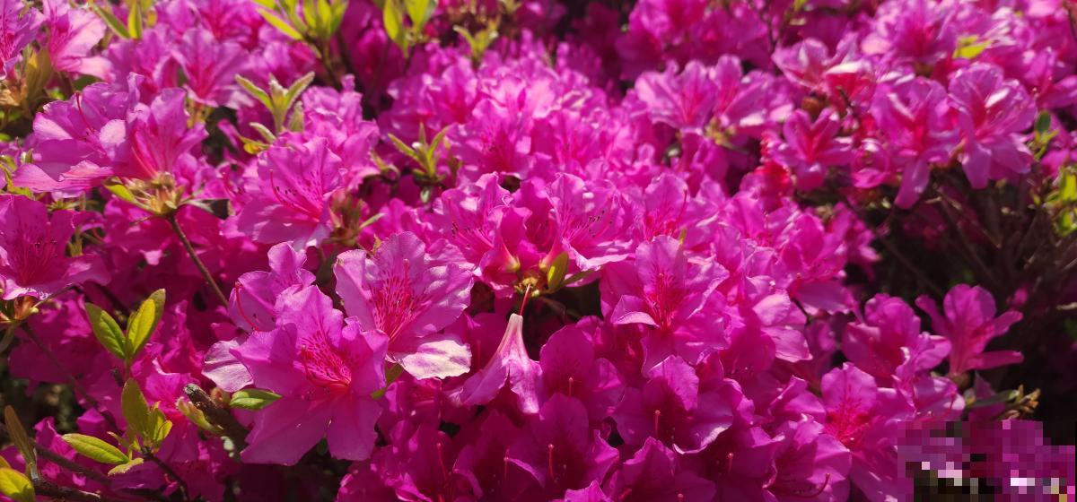 丹东杜鹃花什么时候开花 丹东杜鹃花什么时候开花