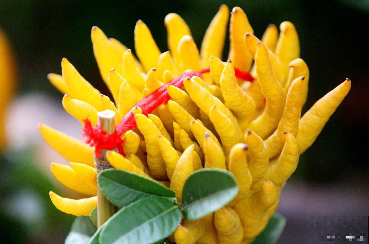 佛手种子怎么种植方法