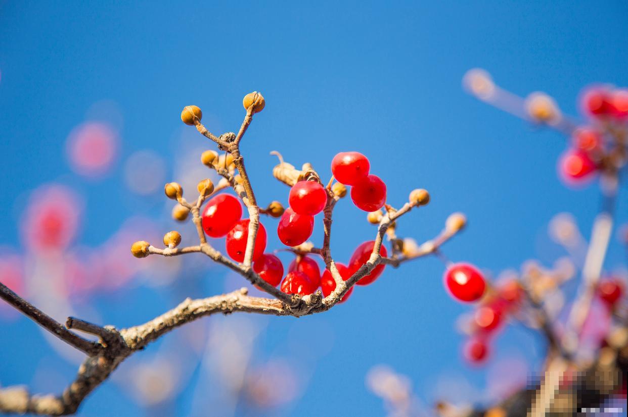 山茱萸花怎么养殖 山茱萸花怎么养殖