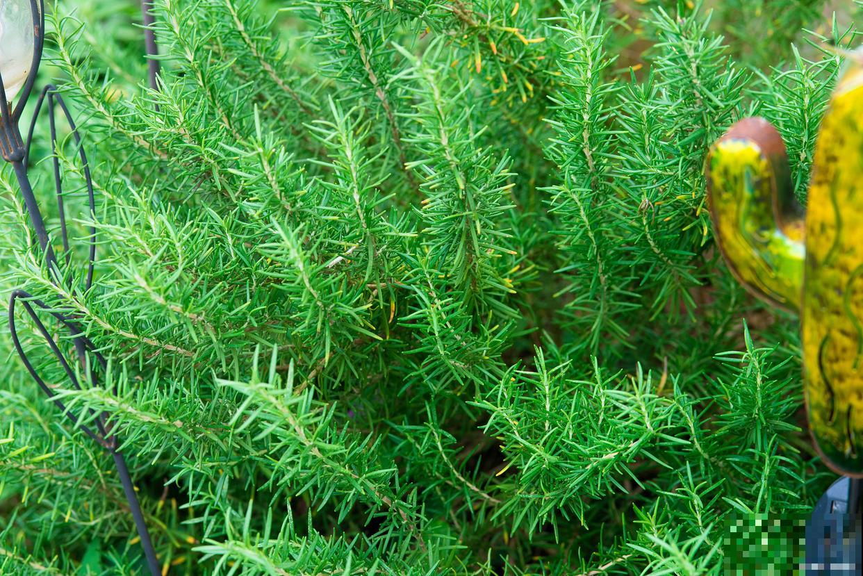 天门冬如何养殖？