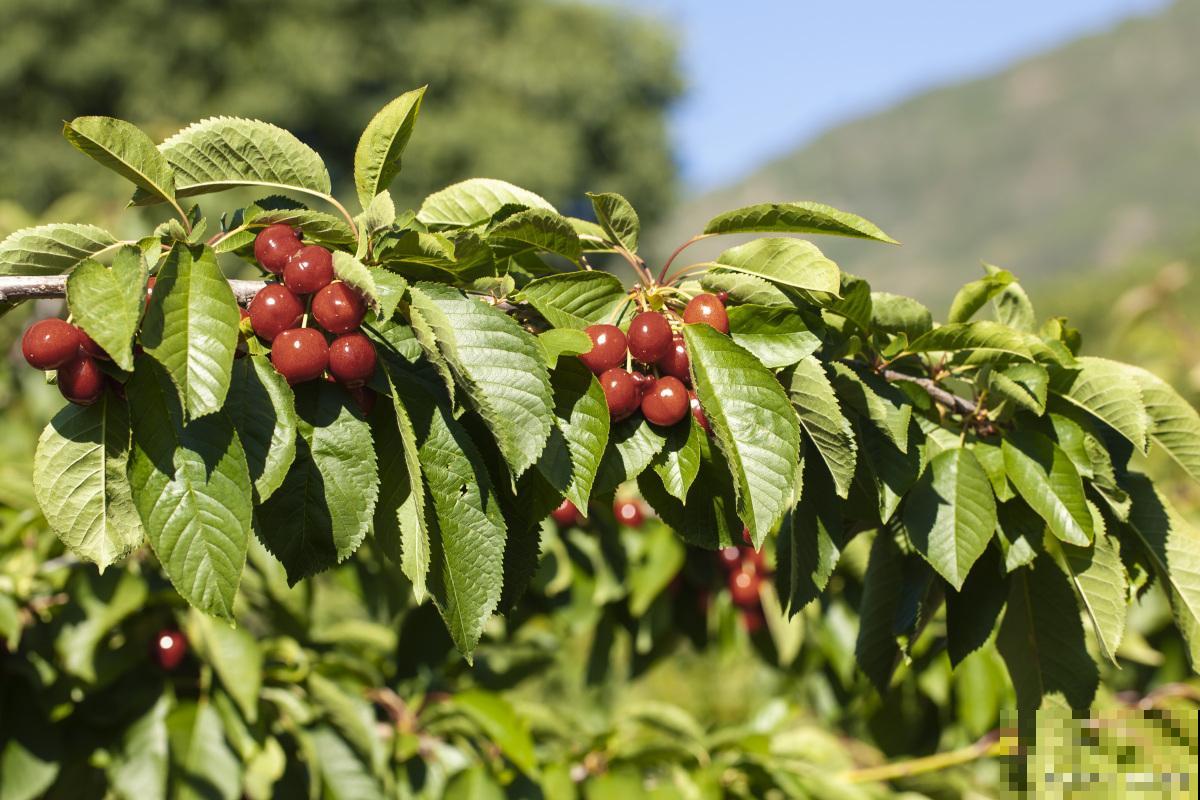 车厘子种植时间和方法