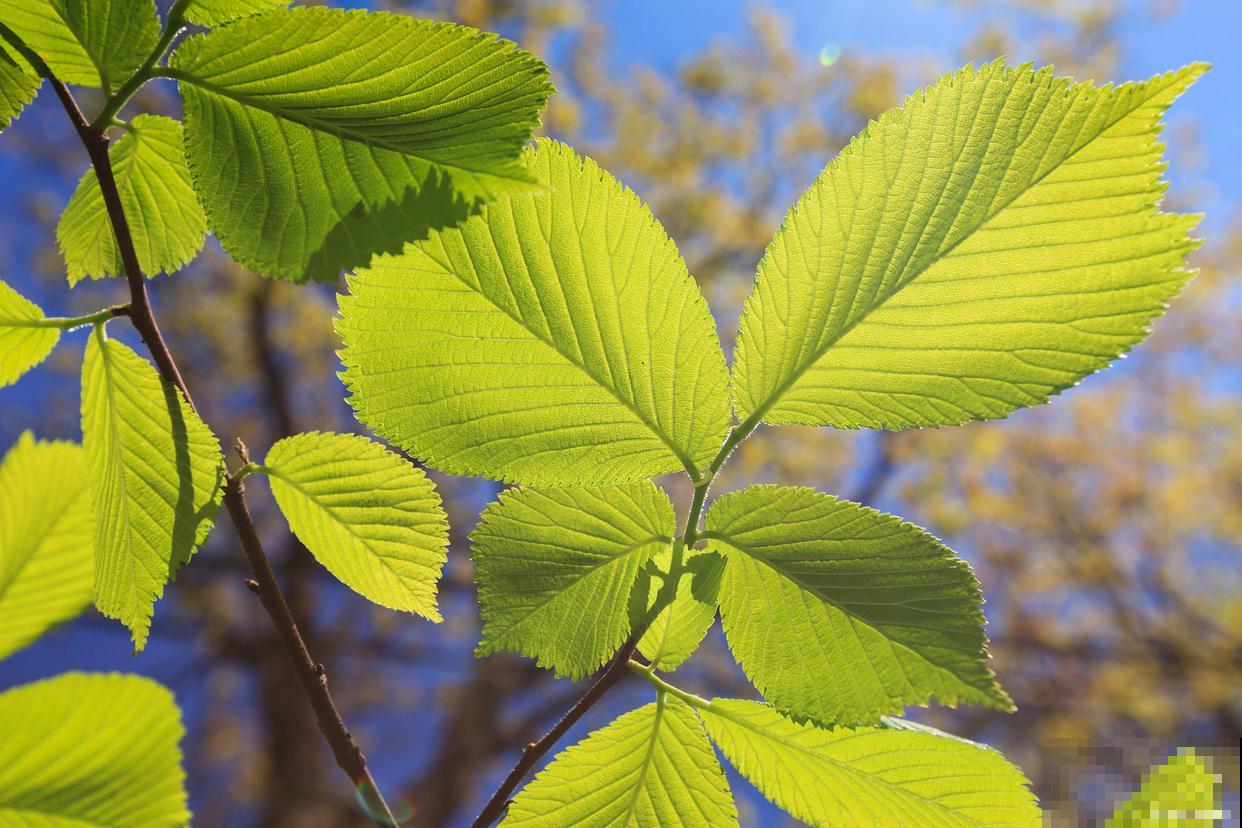 黄叶植物有哪些? 黄叶植物有哪些?