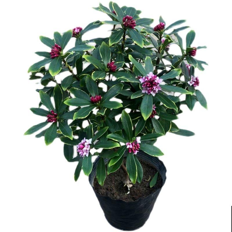 刚买回来的金边瑞香怎么养 刚买回来的金边瑞香怎么养