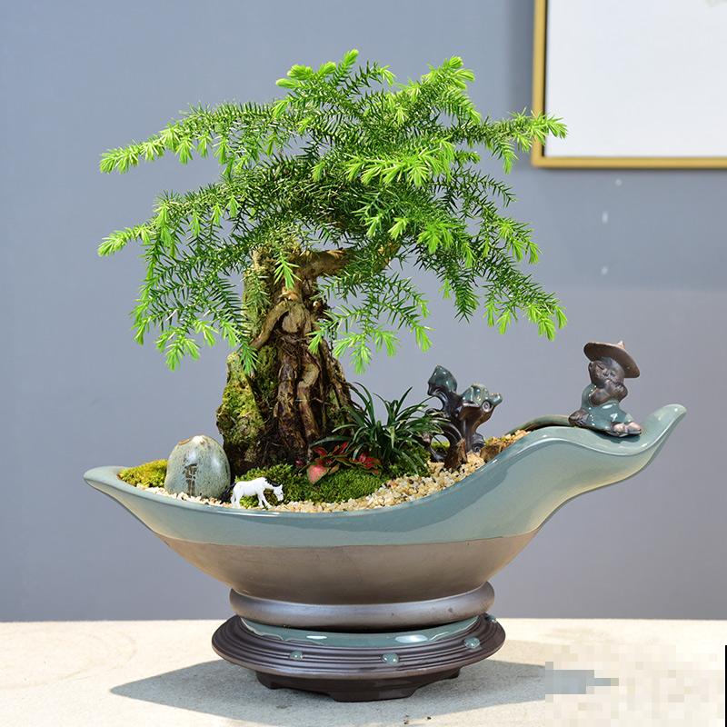 澳洲杉繁殖，主要有这2种，学会后养殖变简单