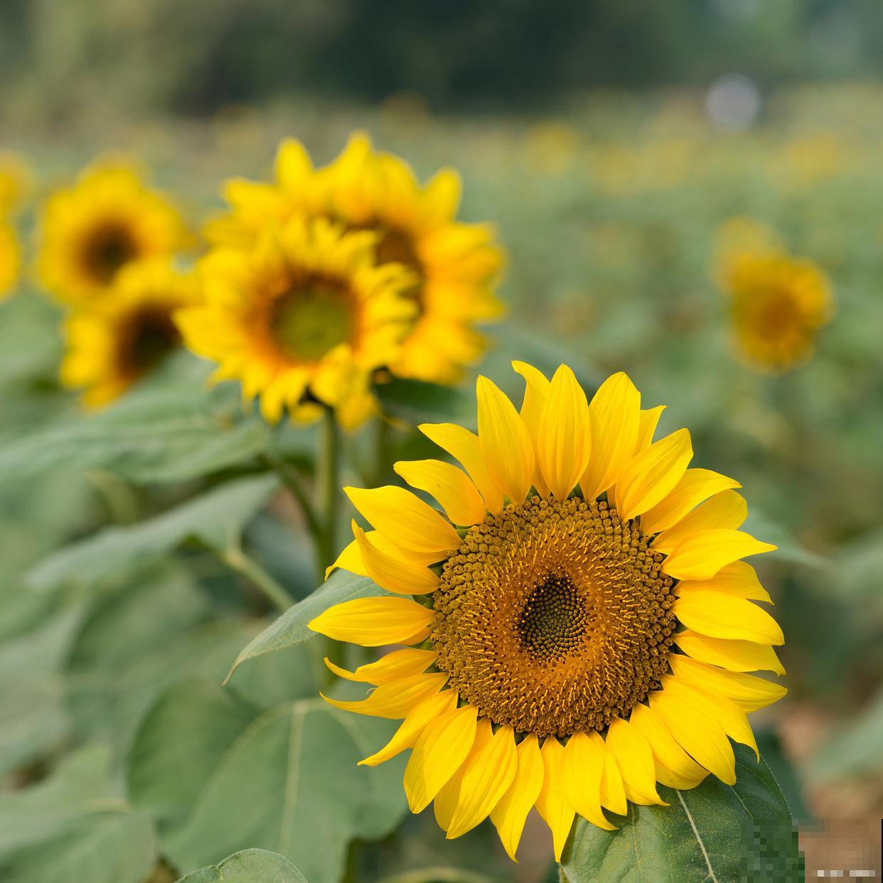 夏季植物有哪些？
