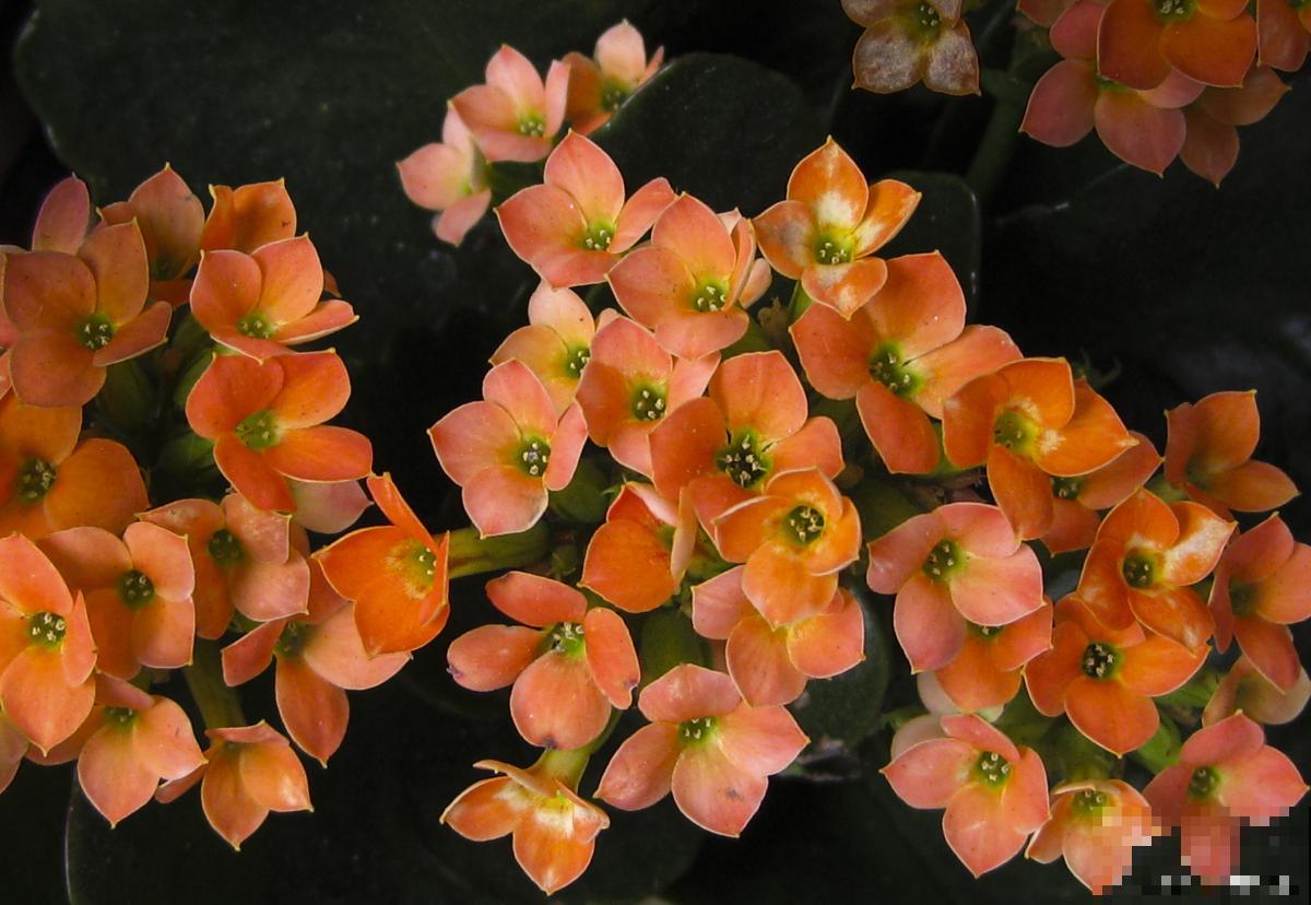 小宫灯长寿花怎么扦插