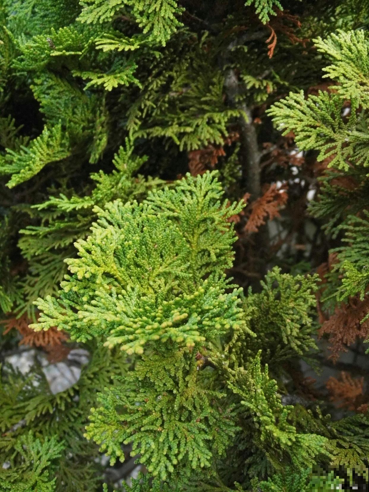 卷柏如何繁殖的？