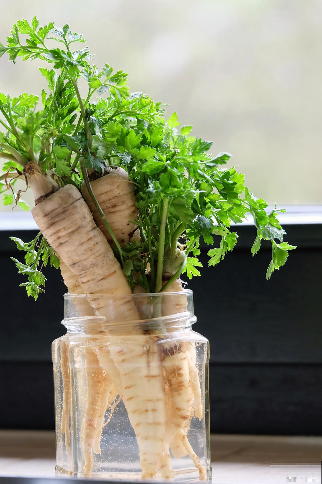 水培植物有哪些? 水培植物有哪些?