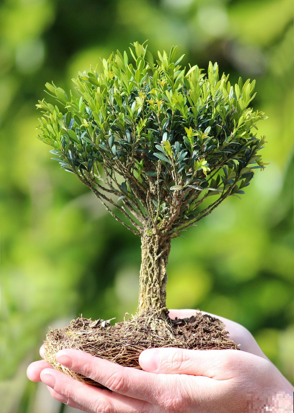 珍珠黄杨怎么养？