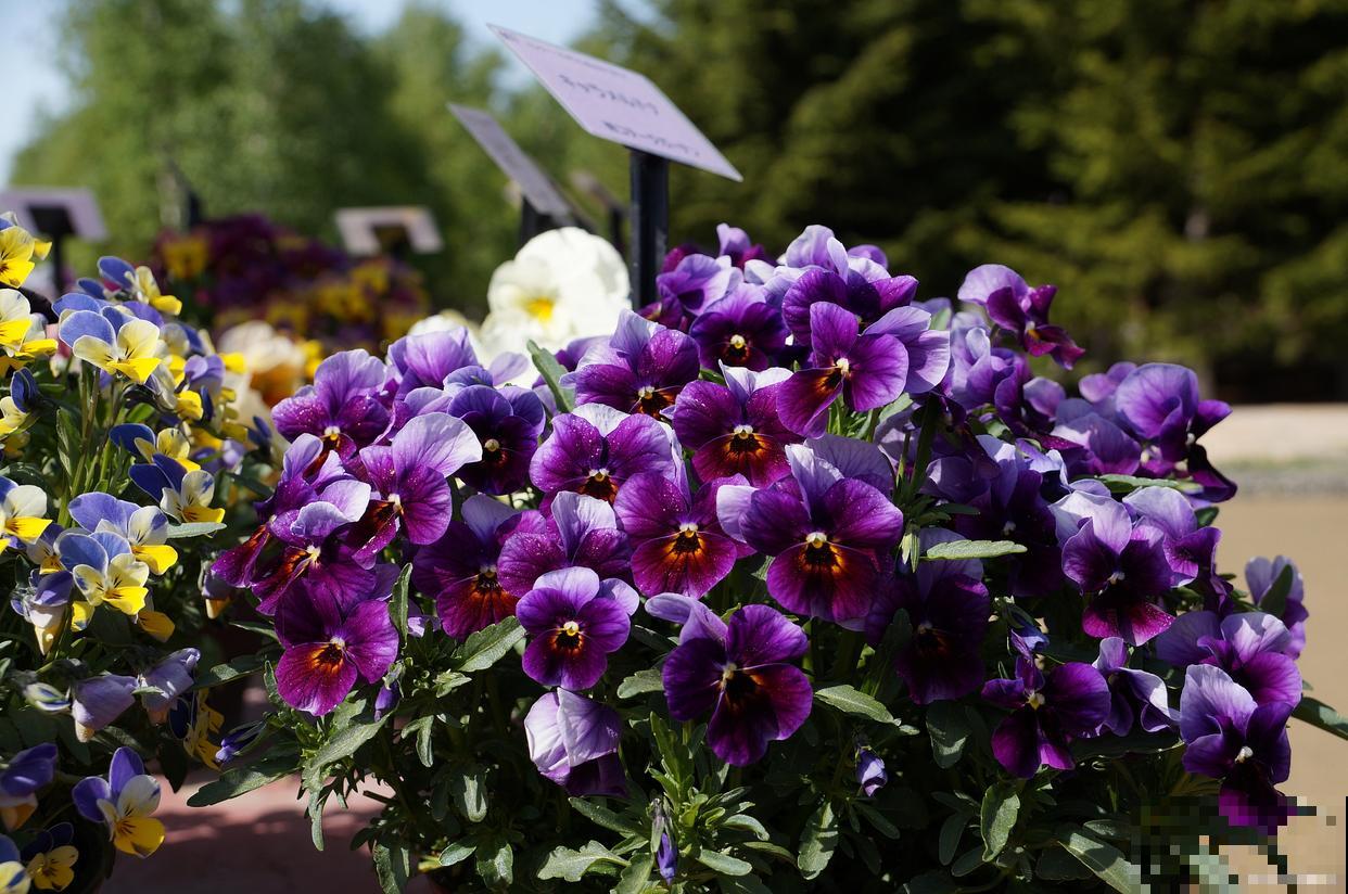 角堇种子怎么收集