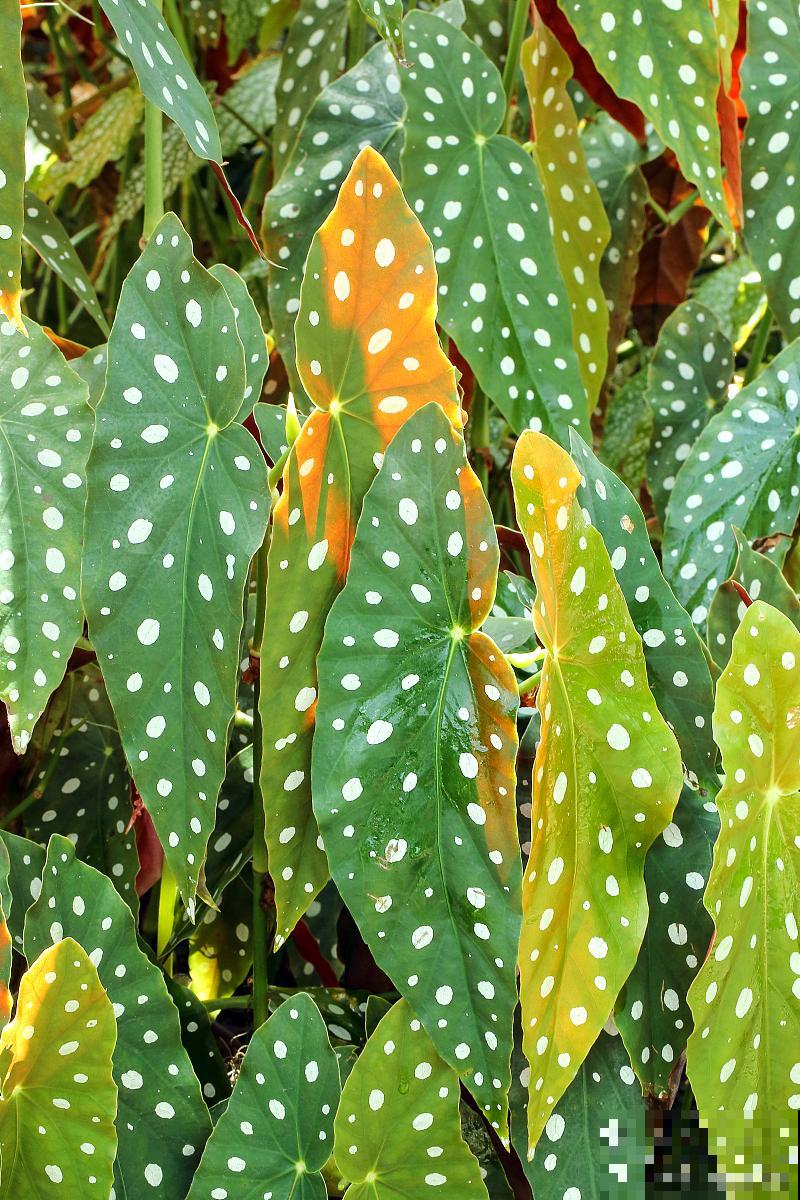 斑叶竹节秋海棠怎么修剪 斑叶竹节秋海棠怎么修剪