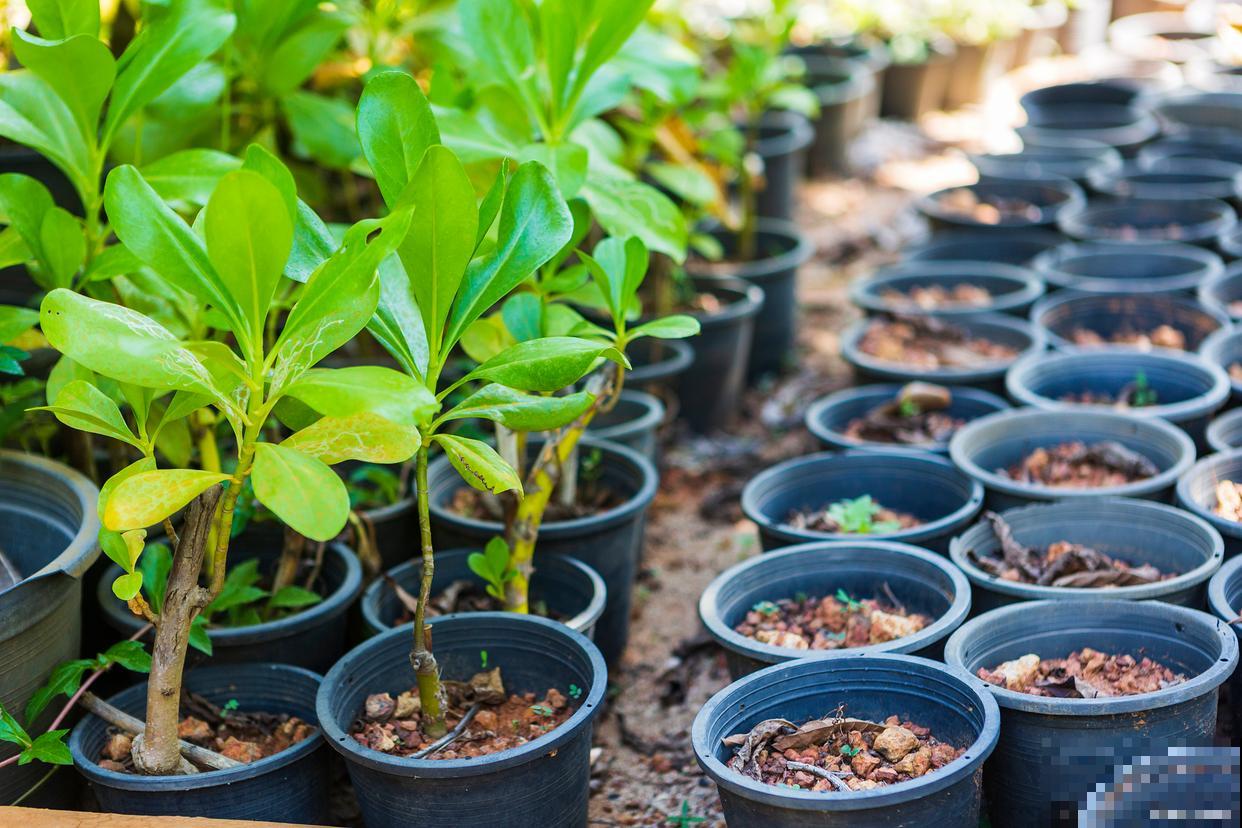 佛手的栽种方法？