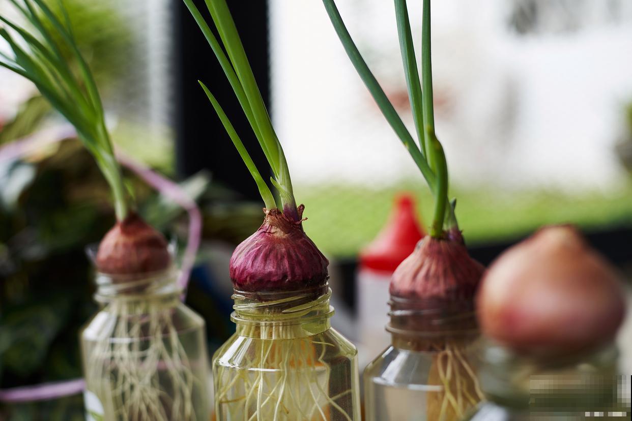 水培洋葱的种植方法 水培洋葱的种植方法