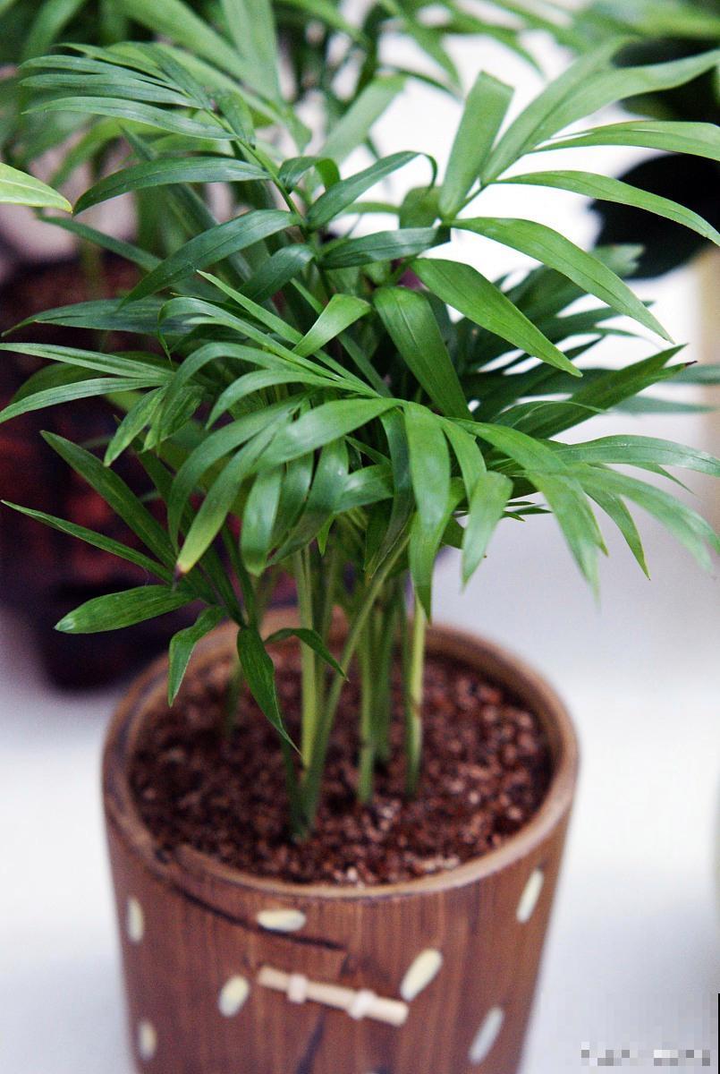 袖珍椰子多久浇水 袖珍椰子多久浇水