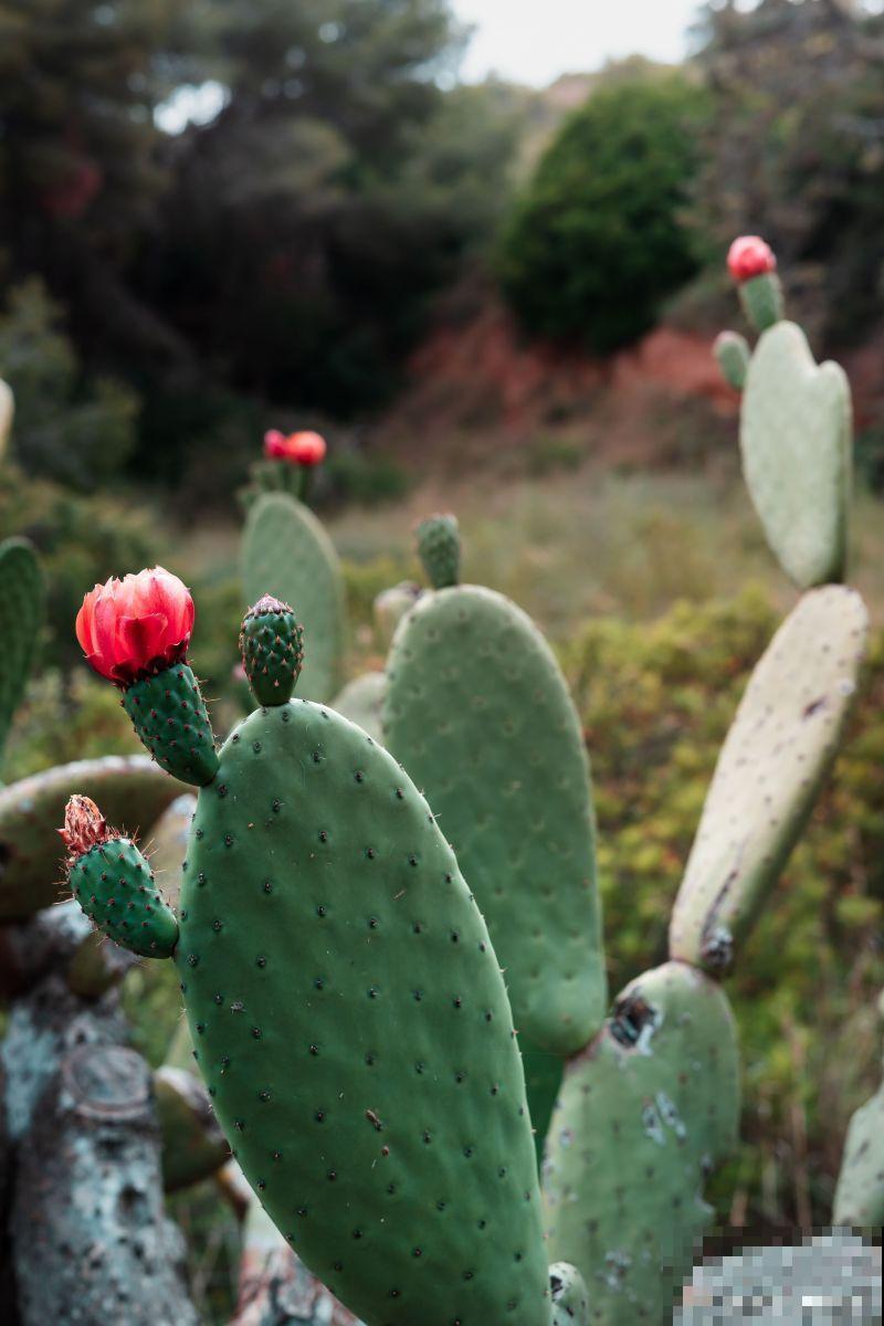 哪些花好看又好养 哪些花好看又好养