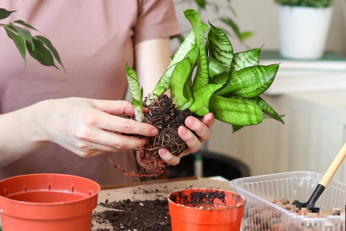 盆栽怎么翻土的？