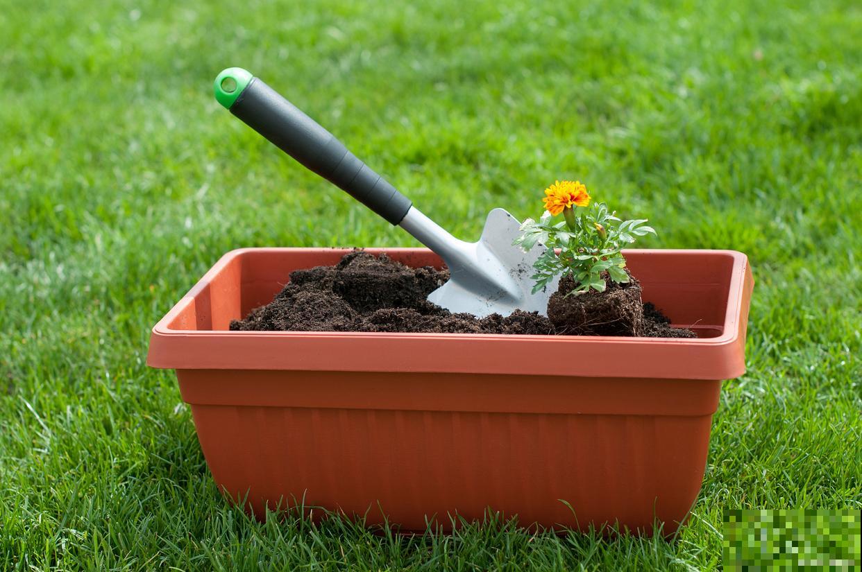 花盆土壤板结怎么办