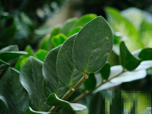 金钱树分株繁殖，主要看这5步，在家也能进行