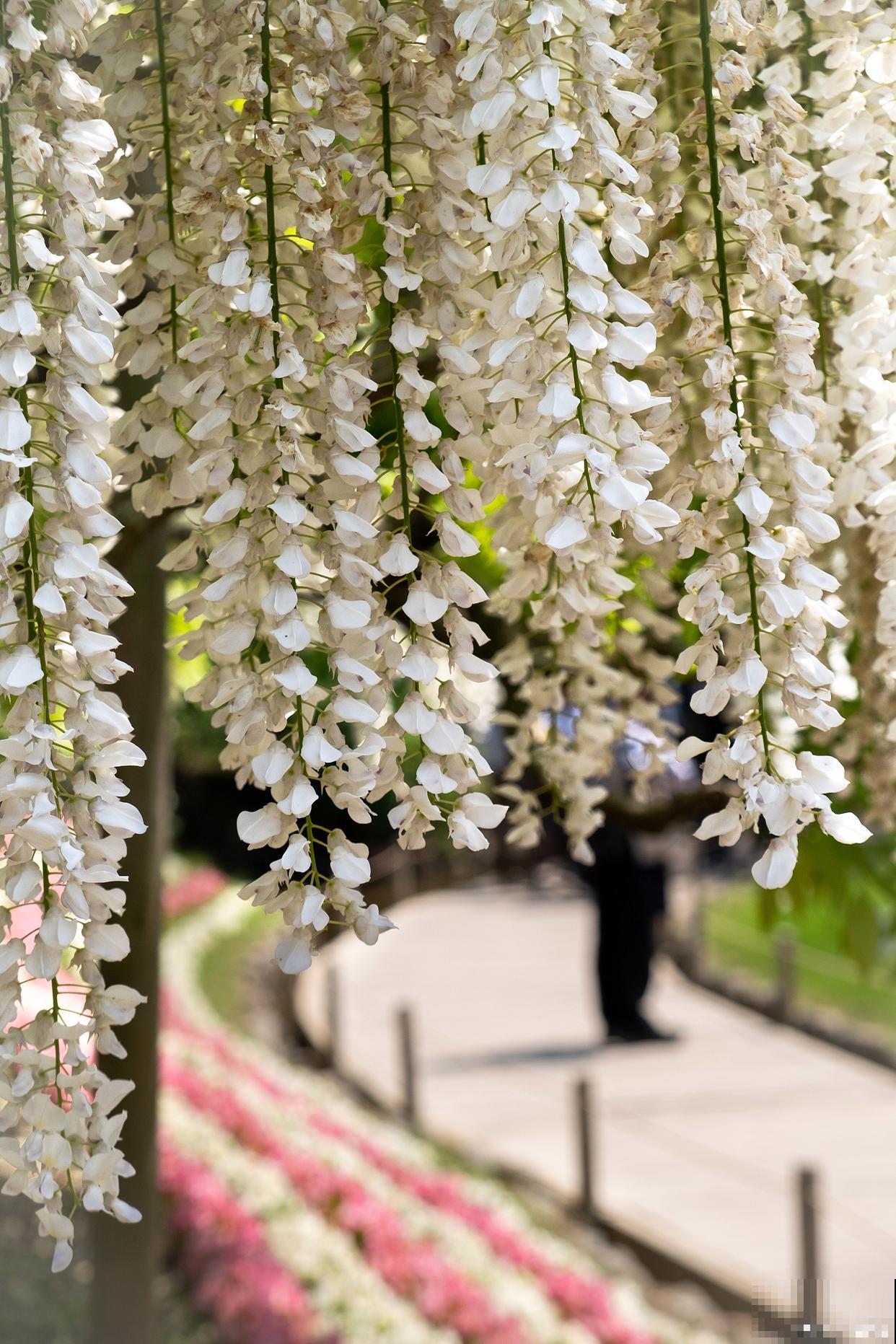 紫藤花有什么颜色 紫藤花有什么颜色