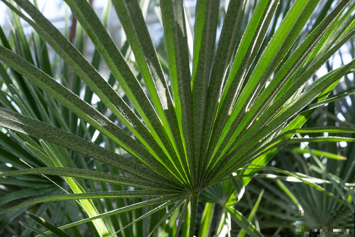 散尾葵介壳虫怎么治