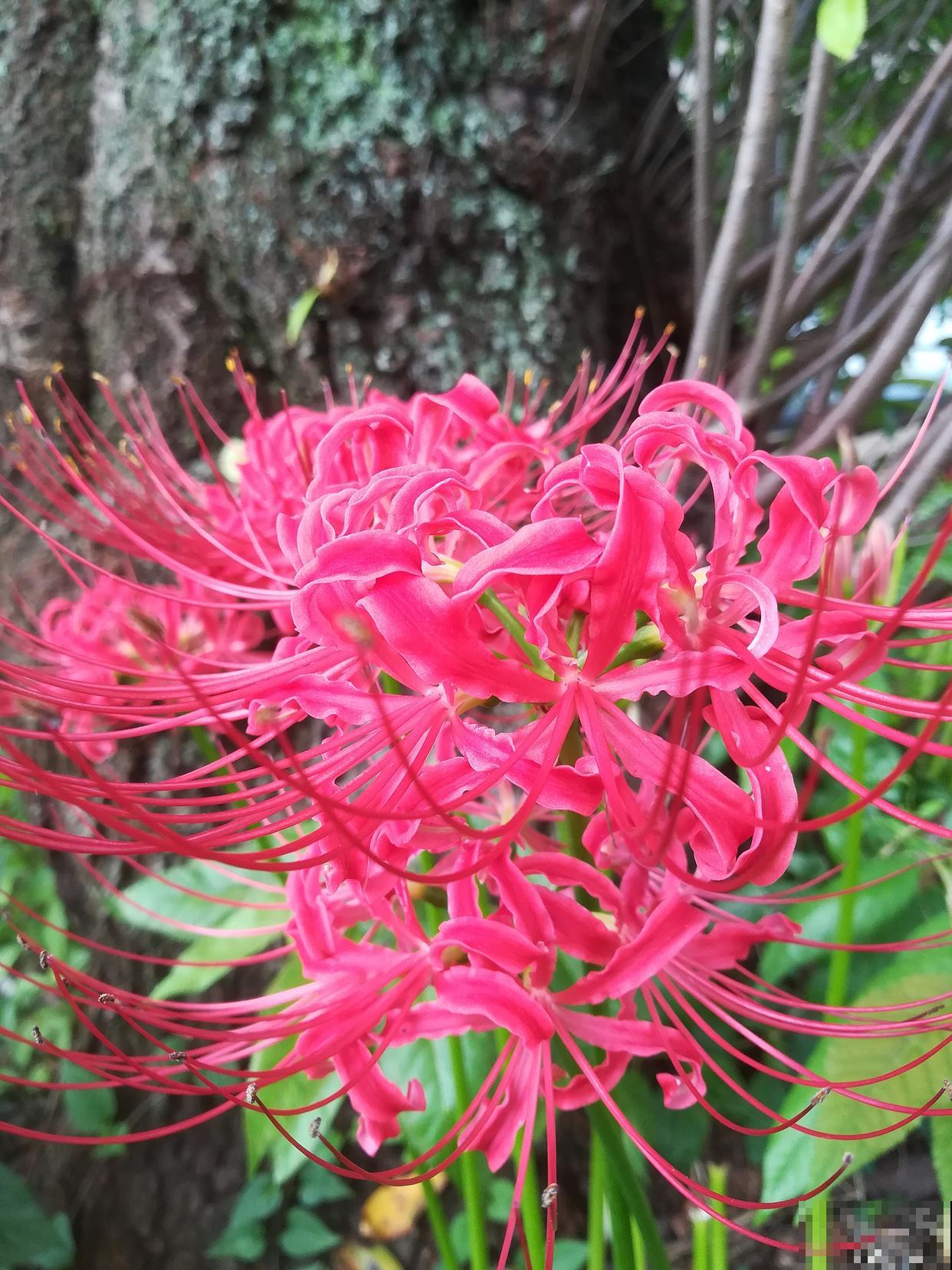 露地宿根花卉有哪些