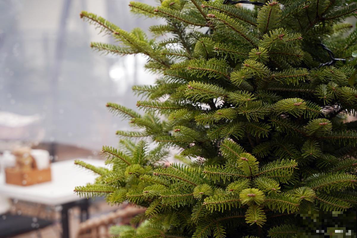 南洋杉盆景怎么修剪