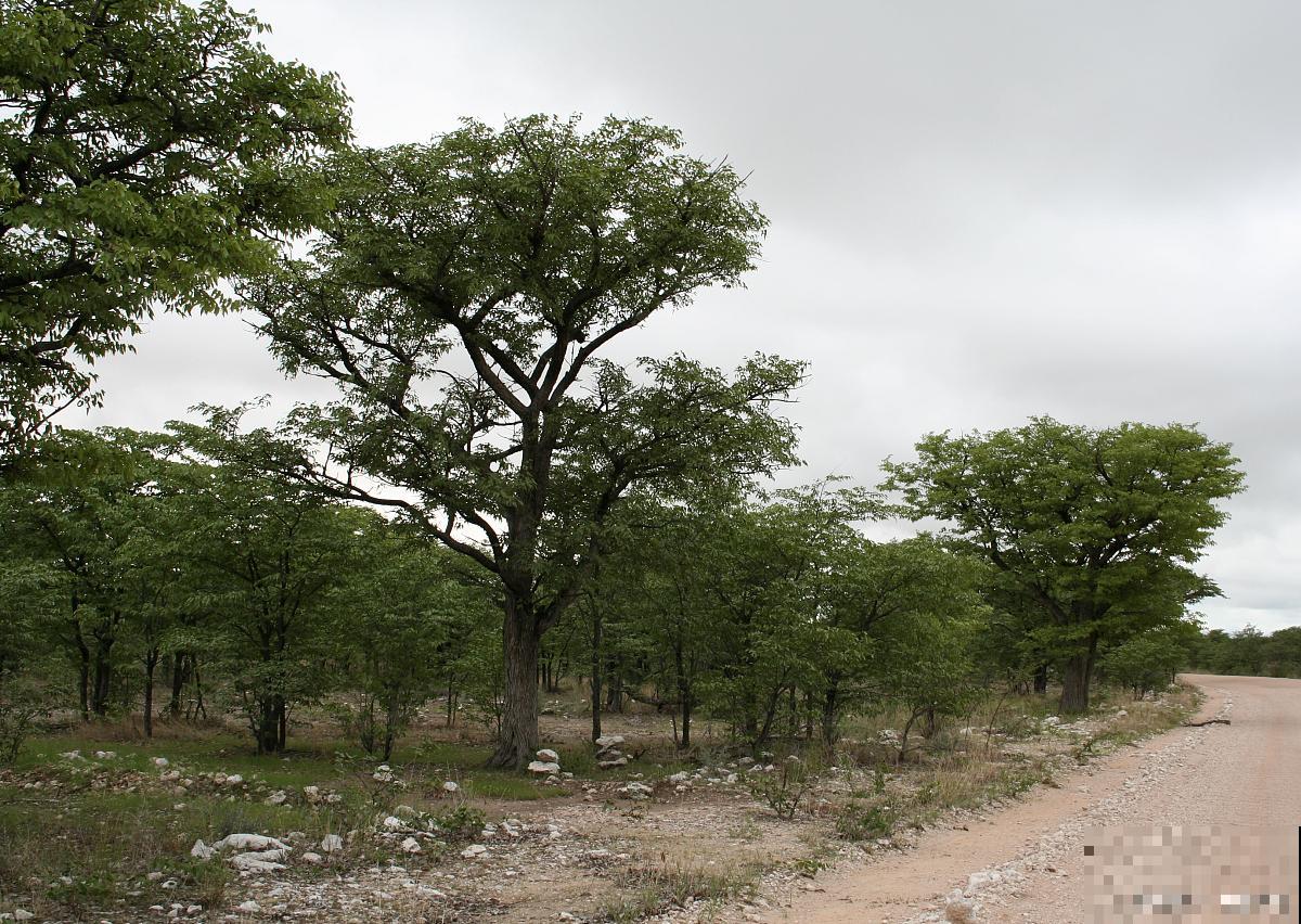 小榆树怎么养的？