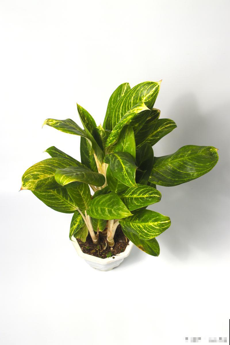 金钻如何养殖的？