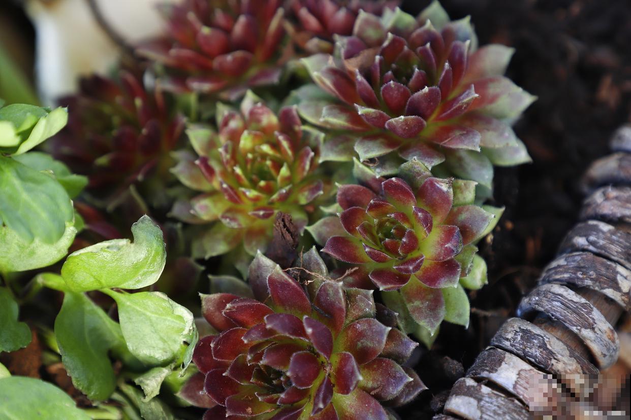 法师怎么控养出状态